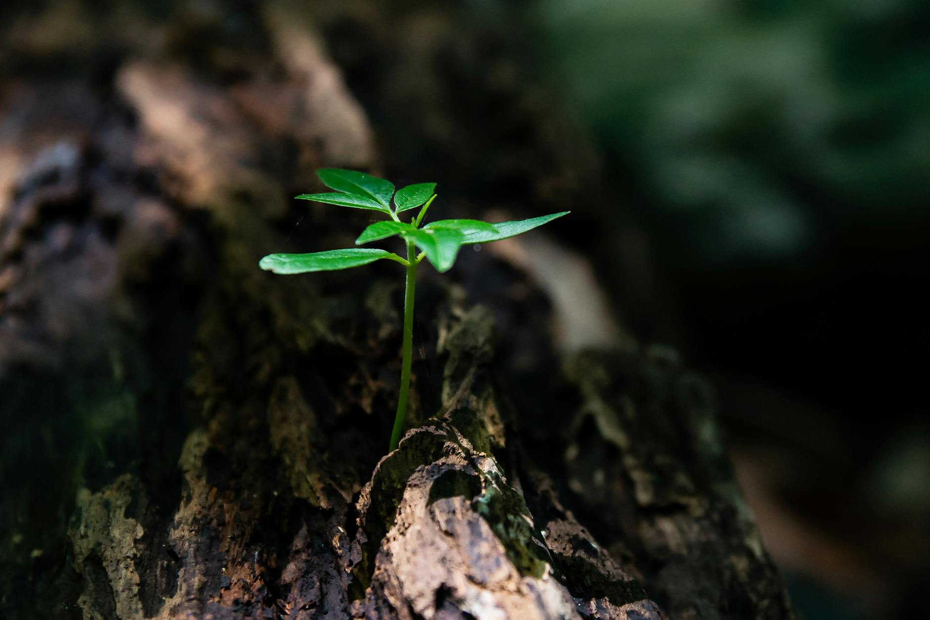 T3: Chapter 2 – The Purpose of Life